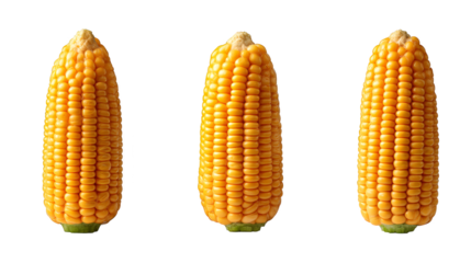 A detailed studio photograph capturing the vibrant natural texture and color of three fresh ears of corn showcasing the plump individual kernels and leafy green husks in a rustic setting.