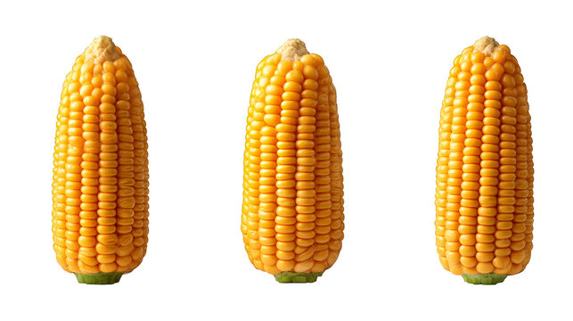 A detailed studio photograph capturing the vibrant natural texture and color of three fresh ears of corn showcasing the plump individual kernels and leafy green husks in a rustic setting.