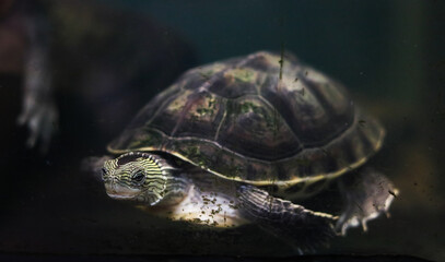 Turtle Swimming Underwater in Aquarium