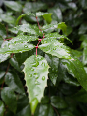 Macro of mahonia leaves covered in raindrops, vibrant and glossy, ideal for gardening, botany, or seasonal visuals.