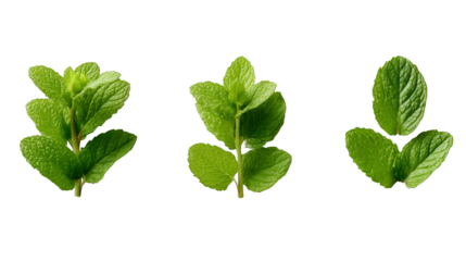 A simple and elegant still life arrangement featuring three fresh green leaves resting upon a textured plaid fabric creating a natural and rustic aesthetic for any design project.