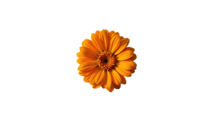 Lone marigold flower minimalist setting botanical photography nature concept