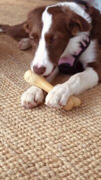 Young dog chewing a bone.