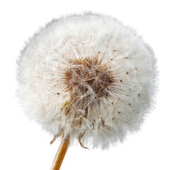 Fototapeta premium Dandelion seed head close-up, nature background, botanical study, for design