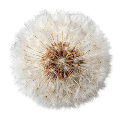 Fototapeta premium Dandelion seed head close-up, white seeds, studio shot, black background, nature texture