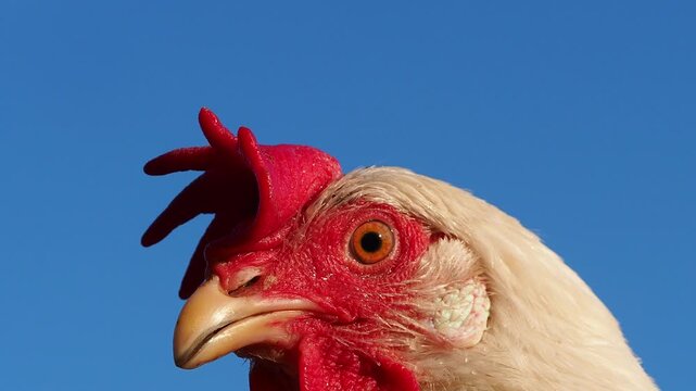 chicken head close up
