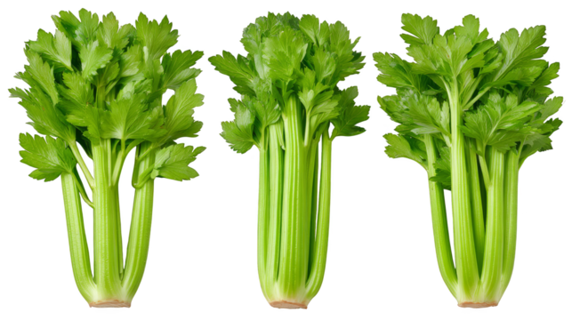 A detailed close up shot of a fresh crisp bunch of celery stalks with vibrant green leaves showcasing its texture and natural form against a clean neutral background.
