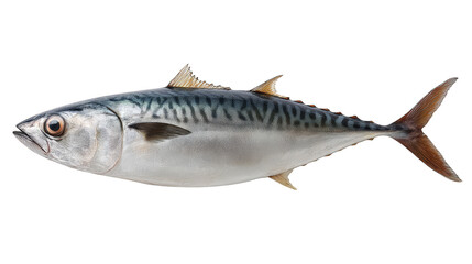 A detailed underwater macro photograph captures a solitary fish gracefully swimming its sleek body is marked by a distinctive and prominent horizontal black stripe.