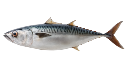 A detailed underwater macro photograph captures a solitary fish gracefully swimming its sleek body is marked by a distinctive and prominent horizontal black stripe.