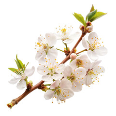 Obraz premium Cherry Blossom Branch with White Flowers on Transparent Background for Design