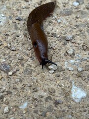 Slug on rough ground
Brown slug crawling on rough concrete surface, its tentacles extended forward