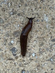 Close-up of a brown slug crawling on a textured concrete surface, showcasing its elongated body, tentacles, and glistening, moist skin.