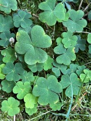Close-up of wood sorrel leaves, 
Cluster of fresh green wood sorrel leaves in heart-shaped formations on forest floor.