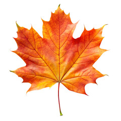 Fototapeta premium Isolated Orange Maple Leaf with Veins on Transparent Background for Design Element