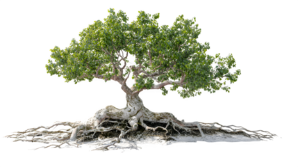 tree with roots isolated on white