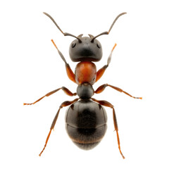 Fototapeta premium Detailed brown ant specimen isolated on a transparent background