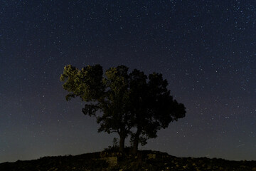 CIELO ESTRELLADO SOBRE UNA ENCINA