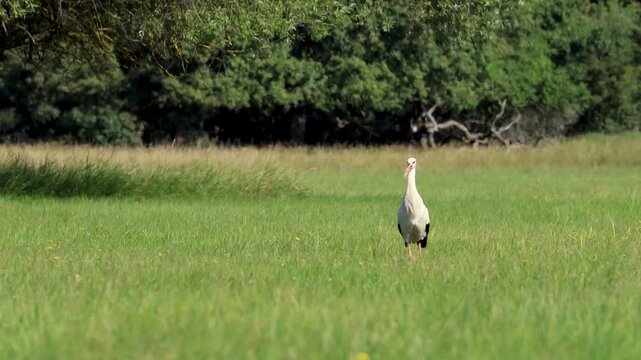 White stork (Ciconia ciconia) standing on the ground, preening feathers, looking for food. Hot summer sunny morning near a floodplain forest in Břeclav, Czechia. Wild animal behaviour.