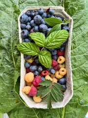 Owoce lata, malina, borówka, paska wieś  © Maciej G. Szling