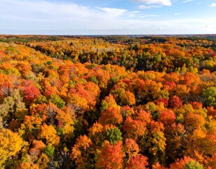 Aerial view of vibrant autumn forest, showcasing a diverse canopy of red, orange, and yellow foliage