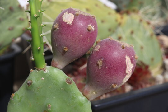 kaktus opuncja opuntia vulgaris zwyczajna