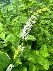 Kwiat mięty pospolitej, polska wieś  © Maciej G. Szling