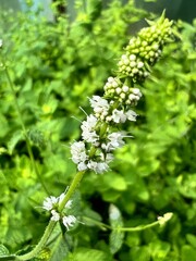 Kwiat mięty pospolitej, polska wieś  © Maciej G. Szling