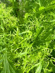 Liście rukoli pospolitej, dużo zieleni 