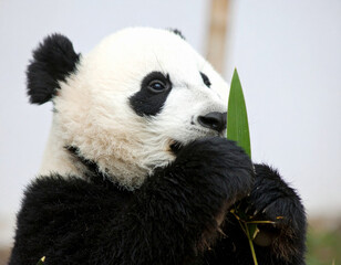 giant panda eating bamboo