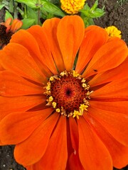 Kolor lat, kwiaty polne, polska wieś  © Maciej G. Szling