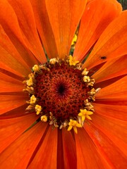 Kolor lat, kwiaty polne, polska wieś  © Maciej G. Szling