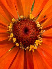 Kolor lat, kwiaty polne, polska wieś  © Maciej G. Szling