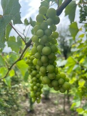 Piękne duże owoce winogrona, kolor zielony, polska wieś 
