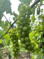 Piękne duże owoce winogrona, kolor zielony, polska wieś 