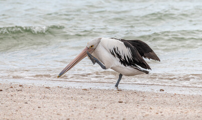 Pelican preening and scratching on a beach, South Australia, Australia