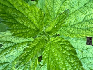 Liście pokrzywy polnej, polska wieś 