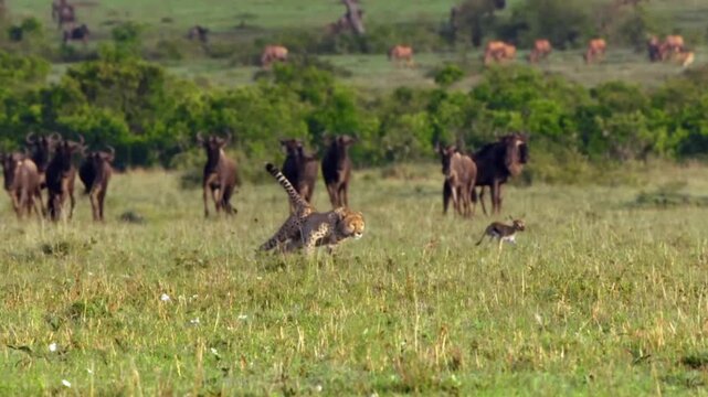 Epic Cheetah Chase Lightning Pursuit of a Baby Gazelle 4K