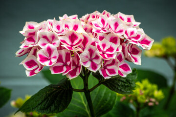 hidrangea