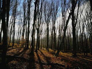 Obraz premium forest, trees, autumn forest, tall tree
