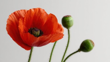 Obraz premium Vibrant Red Poppy Flower with Budding Seed Pods, Symbolizing Remembrance and Tranquility, Close-Up Macro