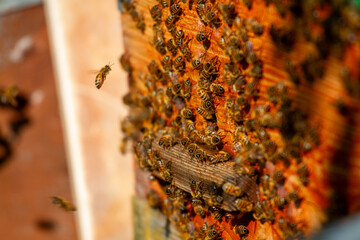 beekeeping honey production from bees in hives in the countryside