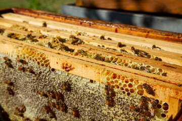 beekeeping honey production from bees in hives in the countryside