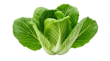 Obraz premium A detailed close up of a fresh green head of cabbage showcasing its layered leaves and crisp texture under studio lighting highlighting its natural patterns and vibrant color.