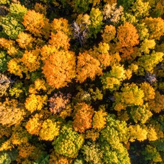 Aerial view of autumn forest canopy, vibrant yellow and orange leaves