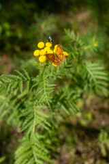 Small copper butterfly (Lycaena phlaeas) feeding on vibrant yellow tansy flowers in a sunny summer meadow, with a soft green background.