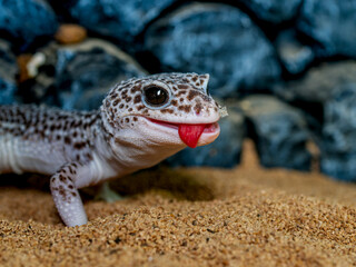 ヒョウモントカゲモドキ
