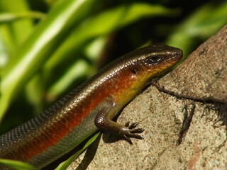 A lizard is walking on a rock next to some green leaves. The lizard is brown and red in color. Capturing wildlife for biodiversity campaign