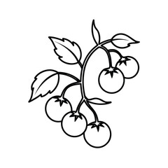 cherry tomatoes on vine line art on white background 