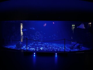 Akwarium © Maciej G. Szling