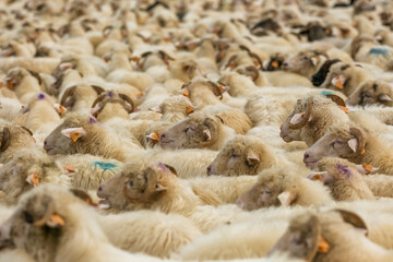 A large herd of sheep in a pen during the traditional Redyk day celebration in Southern Poland.